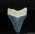 Bone Valley Megalodon Tooth #534-1